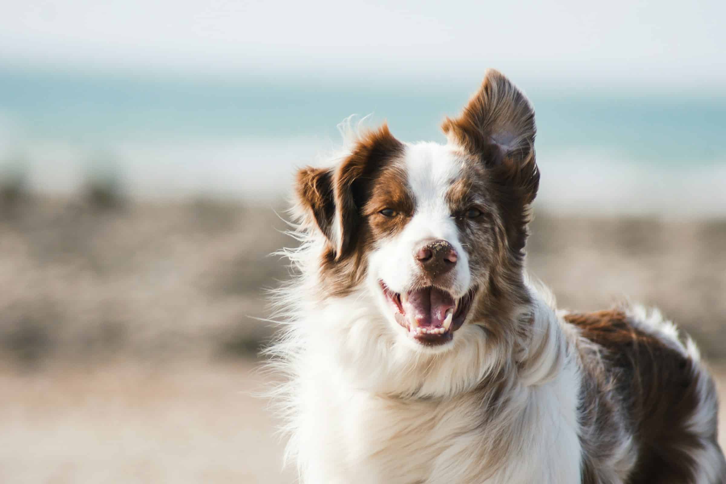 A brown and white dog with one ear up is standing outdoors, looking at the camera with its mouth open, with a blurred beach and ocean in the background.